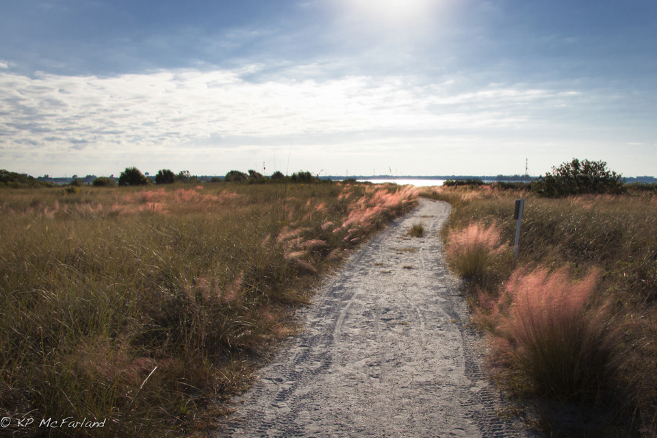 Cỏ muhly hồng – Muhlenbergia capillaris