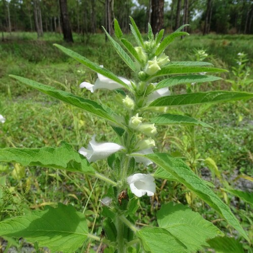 Sesamum indicum