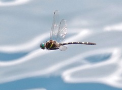 Macromia pacifica × taeniolata