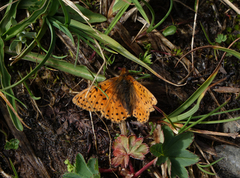 Boloria caucasica