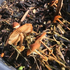 Pholiotina gracilenta