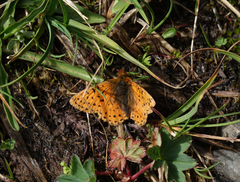 Boloria caucasica