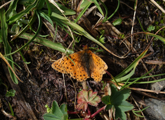 Boloria caucasica