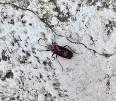 Anochrostomus formosus