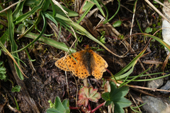 Boloria caucasica