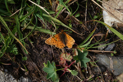 Boloria caucasica