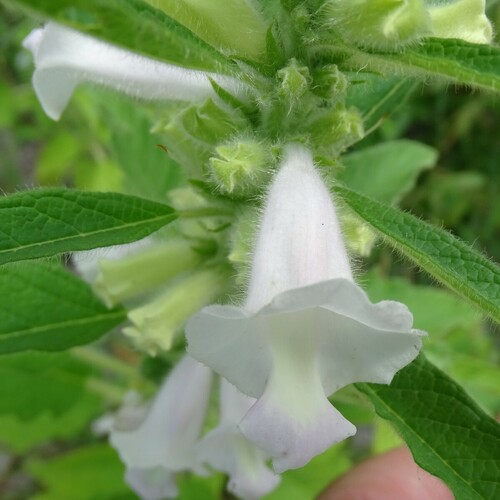 Sesamum indicum