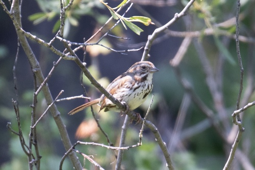 iNaturalist observation photo of Song Sparrow
