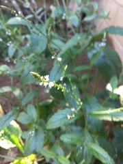 Verbena officinalis