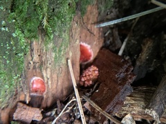 Microstoma floccosum