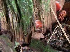 Microstoma floccosum