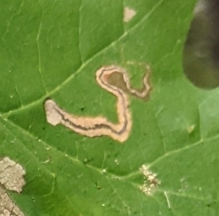 Stigmella quercipulchella
