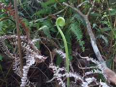 Gleichenella pectinata