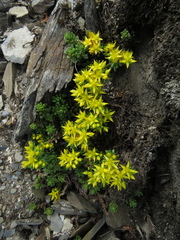 Sedum morrisonense