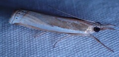 Crambus pascuella