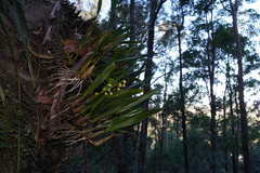 Dendrobium monophyllum