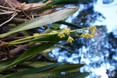 Dendrobium monophyllum