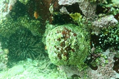 Haliotis kamtschatkana