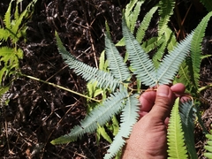 Gleichenella pectinata