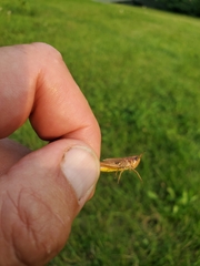 Pseudochorthippus curtipennis