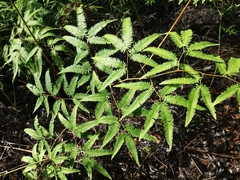 Gleichenella pectinata