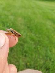 Pseudochorthippus curtipennis