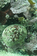 Haliotis kamtschatkana