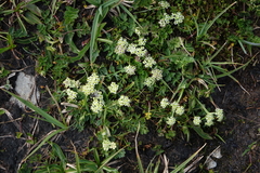 Chamaesciadium acaule
