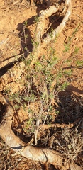 Pimelea microcephala