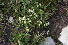 Chamaesciadium acaule