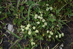 Chamaesciadium acaule