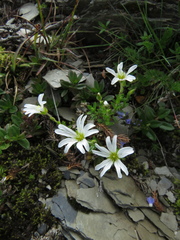 Cerastium morrisonense