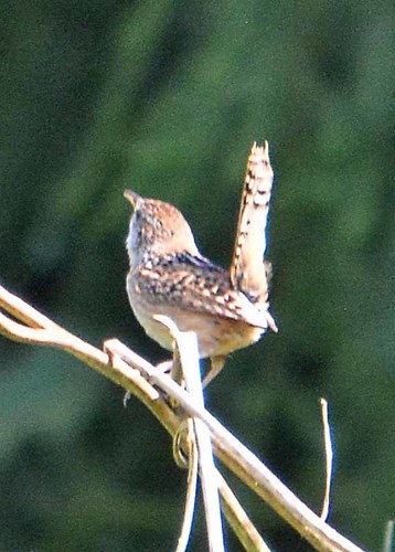 Sedge Wren (Puna)