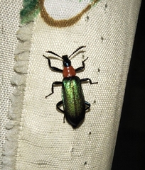 Prionocerus coeruleipennis