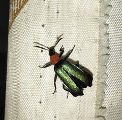Prionocerus coeruleipennis