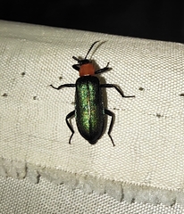 Prionocerus coeruleipennis