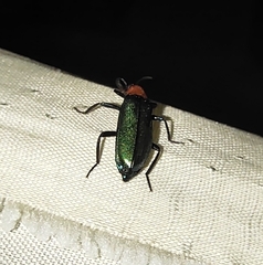 Prionocerus coeruleipennis