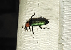 Prionocerus coeruleipennis