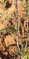 Pimelea microcephala