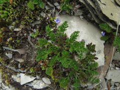 Chaerophyllum taiwanianum