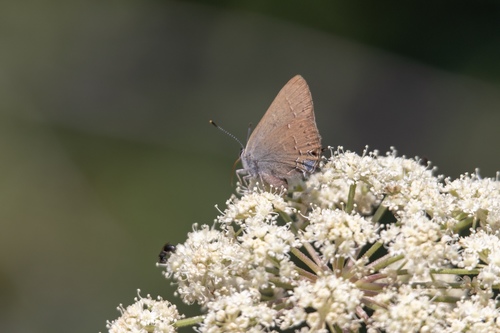 iNaturalist observation photo of Hedgerow Hairstreak