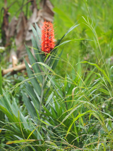 Image of Hedychium coccineum by no rights reserved