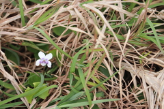 Viola banksii