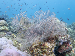 Macrorhynchia phoenicea