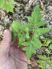 Sceptridium oneidense