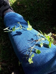 Hydrocotyle acutiloba