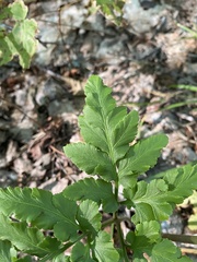 Sceptridium oneidense