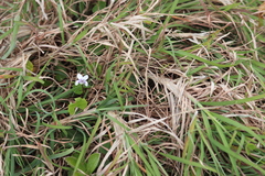 Viola banksii