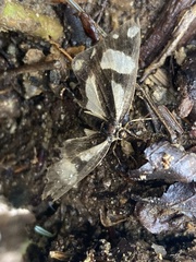 Psychostrophia melanargia