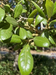 Quercus